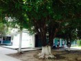 /album/fotogaleria/yugyug-1-jpg/